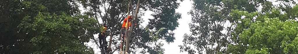 tree pruning service in whitby