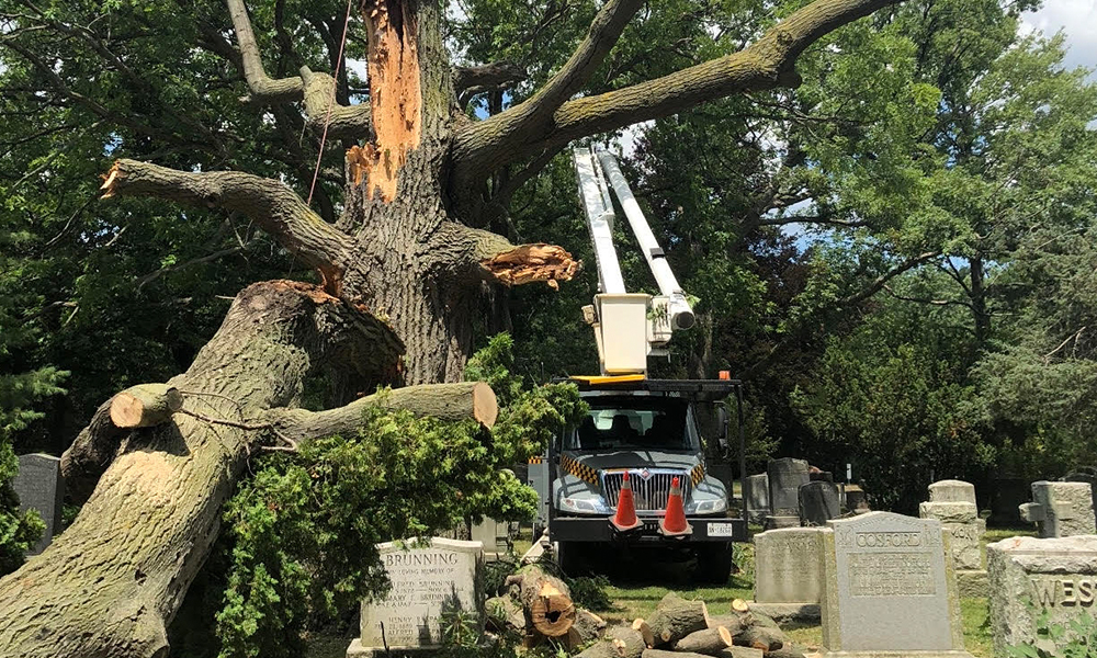 tree-removal-in-durham