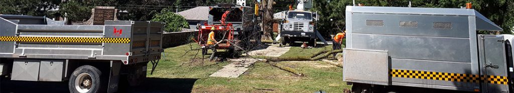 tree removal service in oshawa