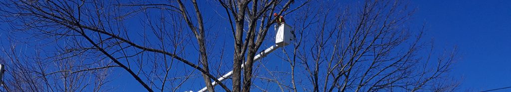 tree removal service in peterborough