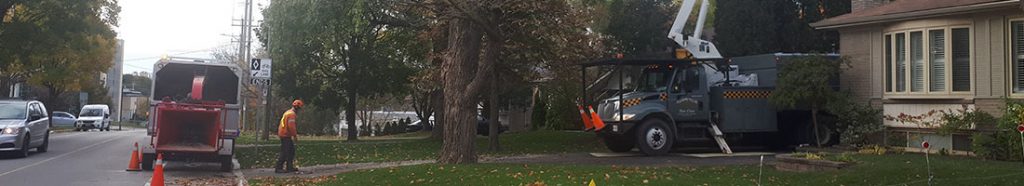 tree-removal-service-in-whitby