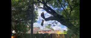 Tree climbing Toronto arborist 