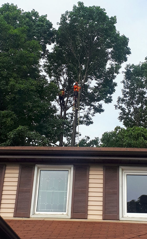 tree pruning in port perry