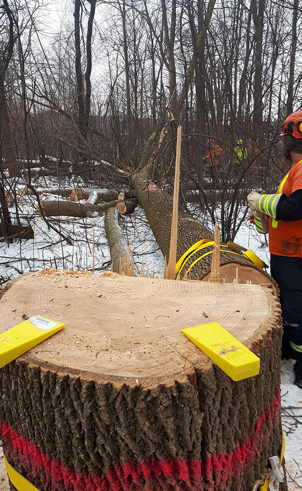 tree removal in peterborough