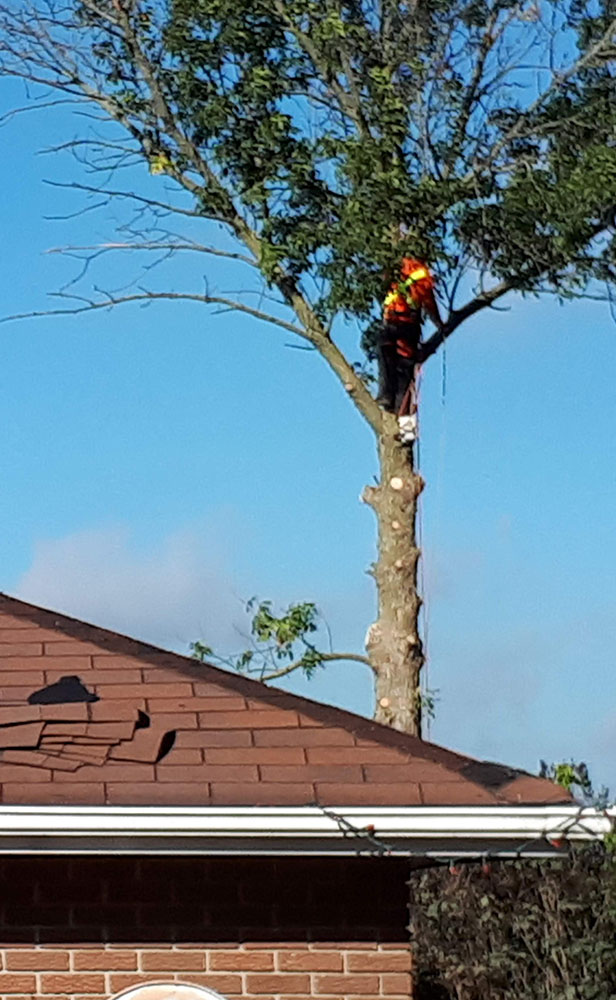 tree removal in Whitby
